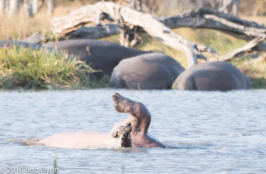 bythom 8-17-okavango-bf-5.jpg