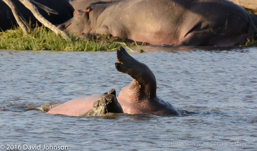 bythom 8-17-okavango-dj-5.jpg