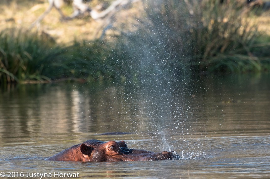 bythom 8-17-okavango-jh-3.jpg