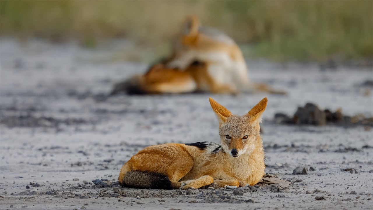 bythom INT BOTS chitabe 4-8-23 z9 55416-topaz-exposure-denoiseraw-sharpen-color