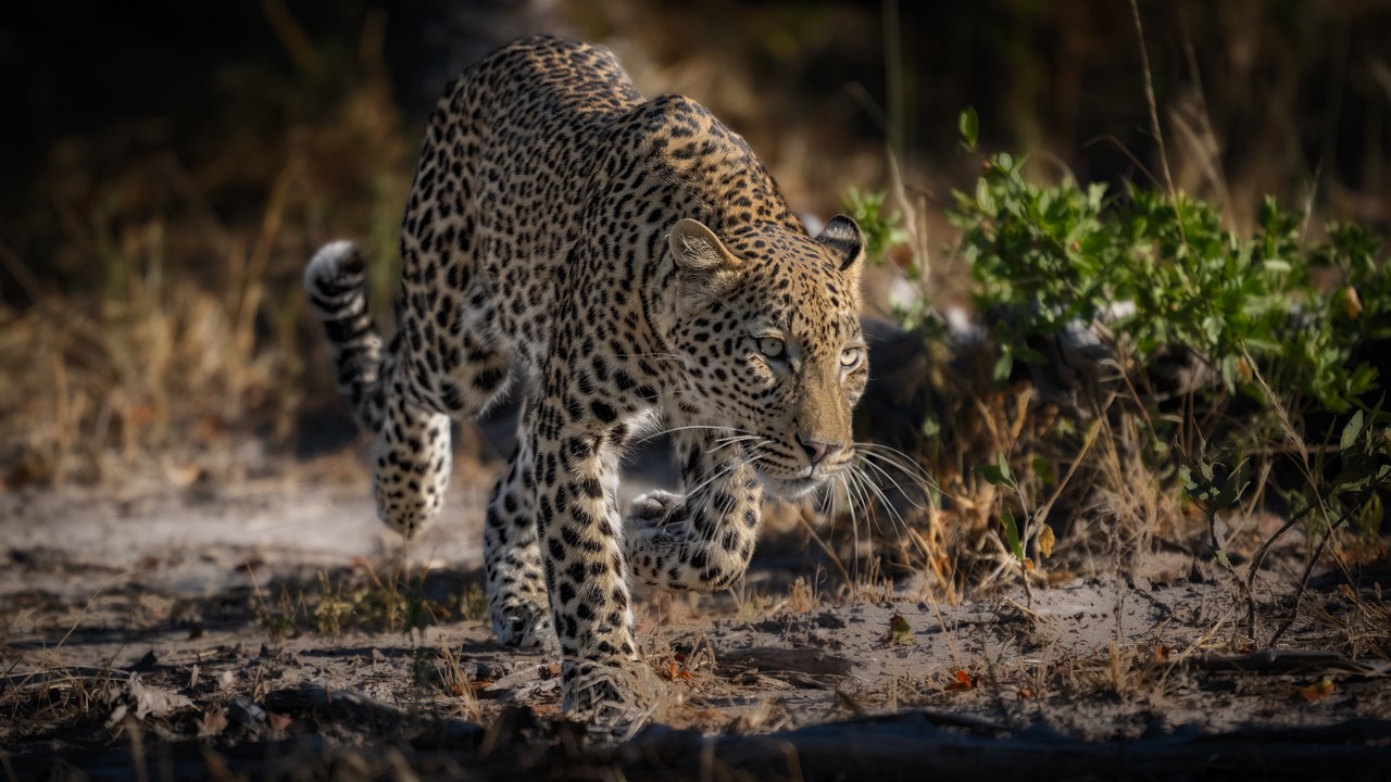 bythom INT BOTS Okavango2024 Z91 12140