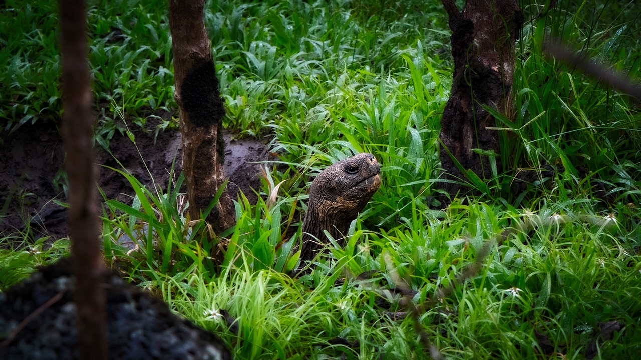 Possible AI causes closure of two areas in Galapagos Islands