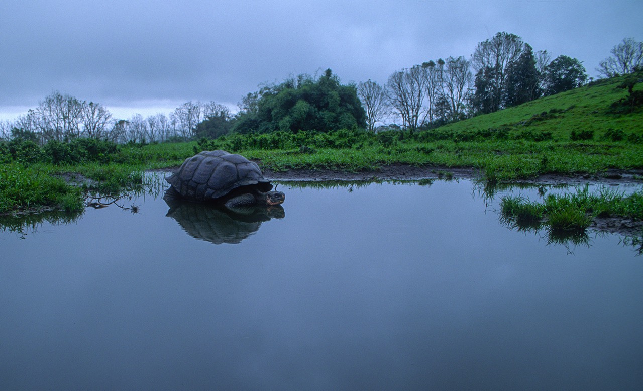 bythom INT EC Galapagos Highlands 89