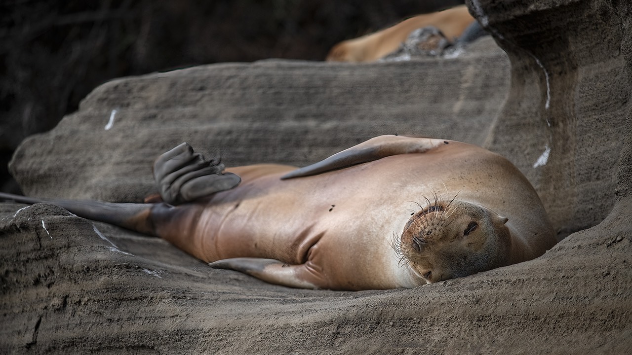 bythom INT Galapagos Dec2017 D850 18988.jpg