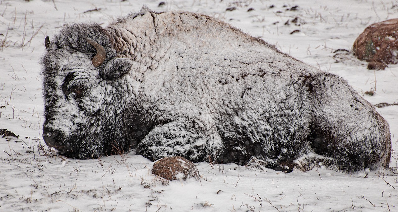 bythom US WY Yellowstone 2009 D3x 9558