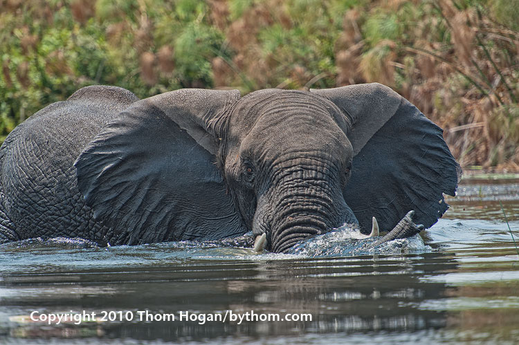 INT AF Botswana 2010 D3 01988.JPG