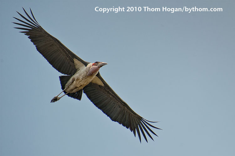 INT AF Botswana 2010 D3 01906.JPG