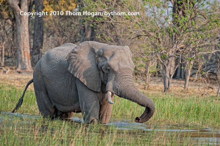 INT AF Botswana 2010 D3 02034.JPG