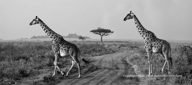 INT TANZ Giraffe-Progress.JPG