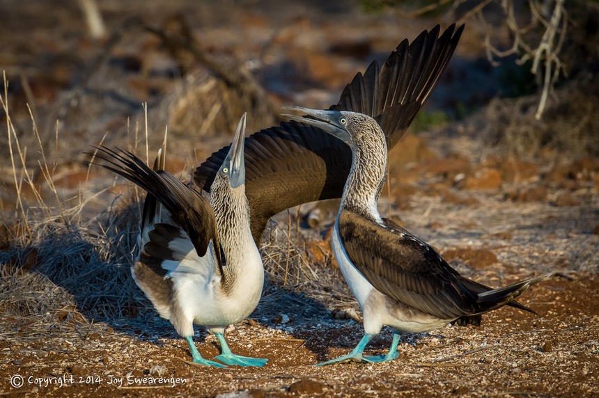 JOY - Galapagos-BlueFootedBooby FrigateBirds Iguanas SeaLions  20140412  J6A9686.jpg