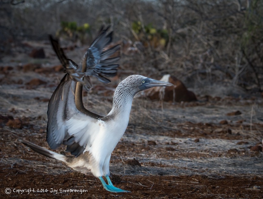 JOY - Galapagos-BlueFootedBooby FrigateBirds Iguanas SeaLions  20140412  J6A9517.jpg