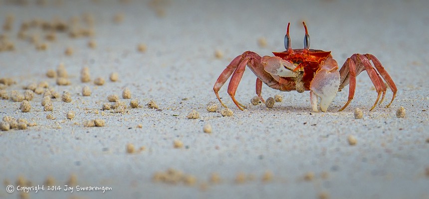 JOY - Galapagos-Cerro Brujo 20140407  J6A7055 1.jpg