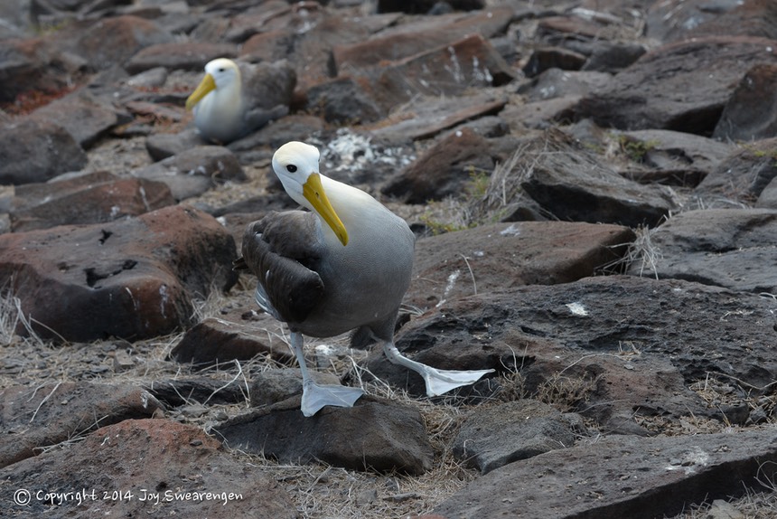 JOY - Galapagos-Lizards,WavedAlbatross,SeaLion,Boobies,TropicBird,Hawk 20140408 J6A8300.jpg