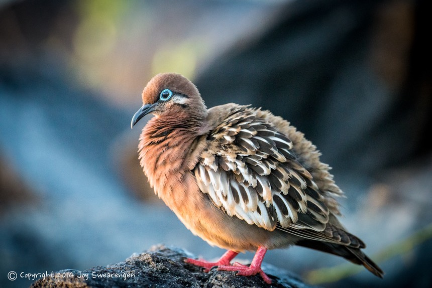 JOY - Galapagos-Lizards,WavedAlbatross,SeaLion,Boobies,TropicBird,Hawk 20140408  J6A7618.jpg