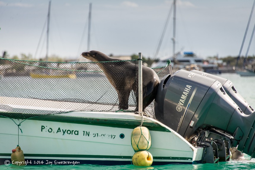 JOY - Galapagos-Panga Ride @ San Cristobal 20140406  J6A6554.jpg