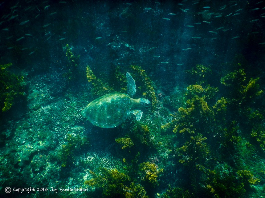 JOY - Galapagos-Underwater at Tagus Cove 20140403 DSCN0772.jpg