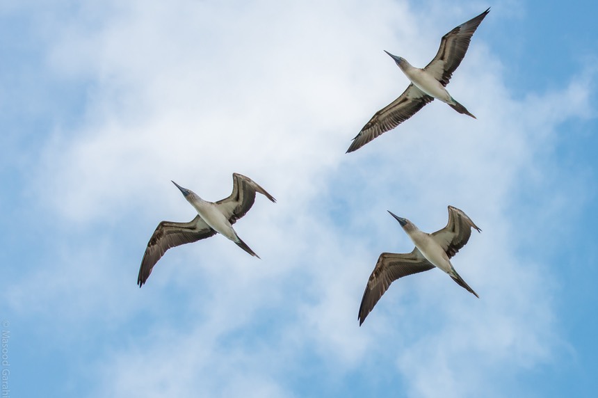 Masood-Galapagos-20140401-06- MGD7036.jpg