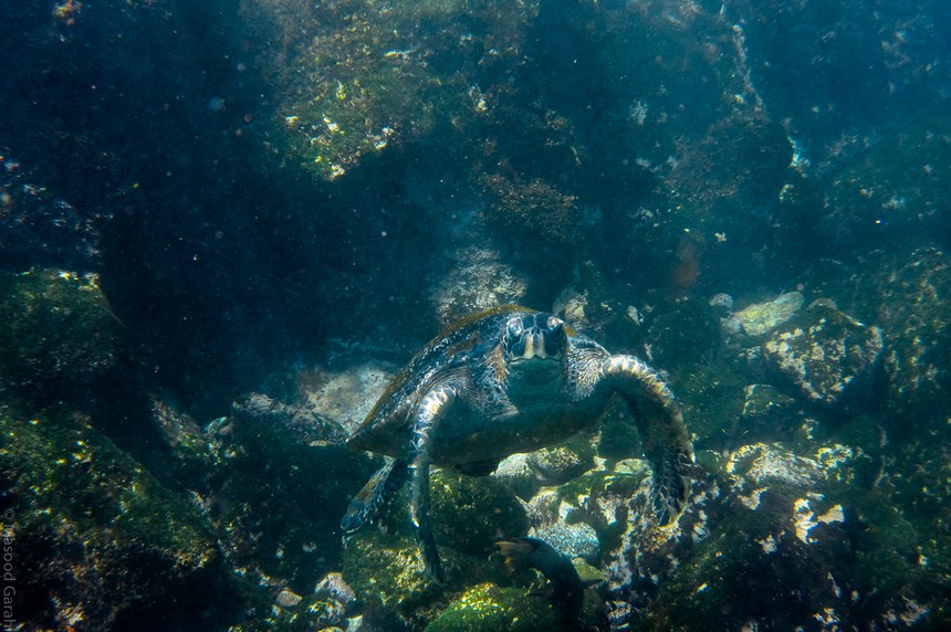 Masood-Galapagos-20140402-10-DSC 0217.jpg