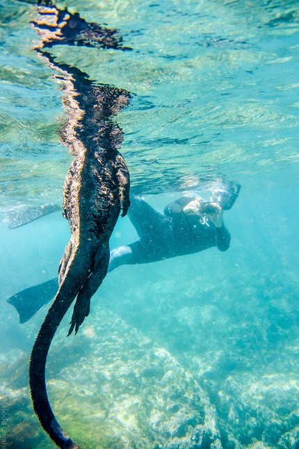 Masood-Galapagos-20140403-10-DSC 0329.jpg