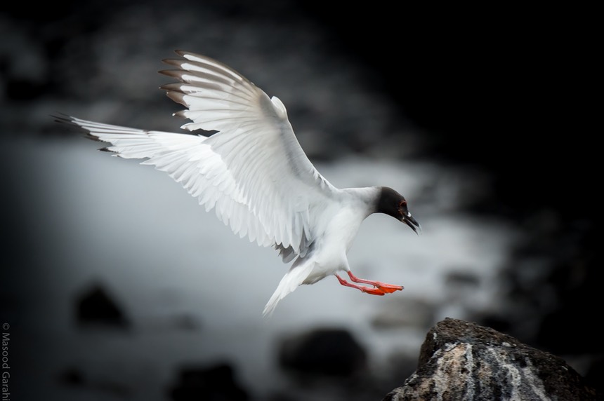 Masood-Galapagos-20140412-05- MGE3833.jpg