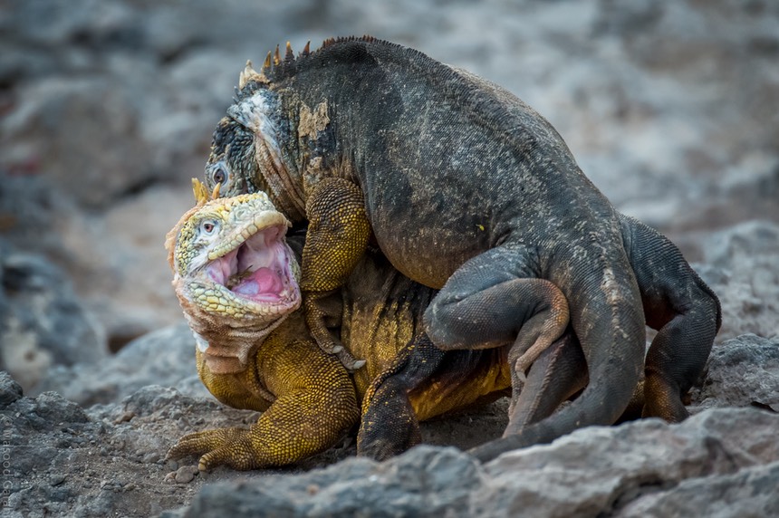 Masood-Galapagos-20140412-05- MGE3951.jpg