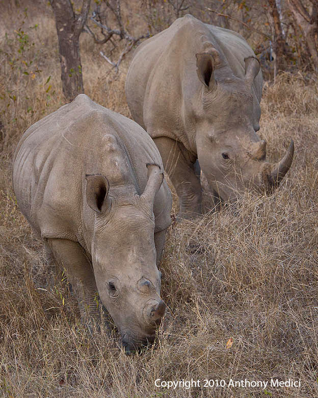 white rhinoceros interesting facts