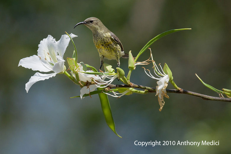 STUDENT AM VM001486-Marico-Sunbird-Female.JPG