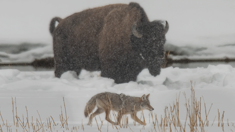 US WY Yellowstone 2009 D3x 9364